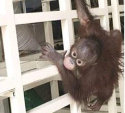 Scorpion Insists Indonesian Embassy in Kuwait to Accelerate Returning of a “Drugged” Orangutan Baby (November 29, 2016)